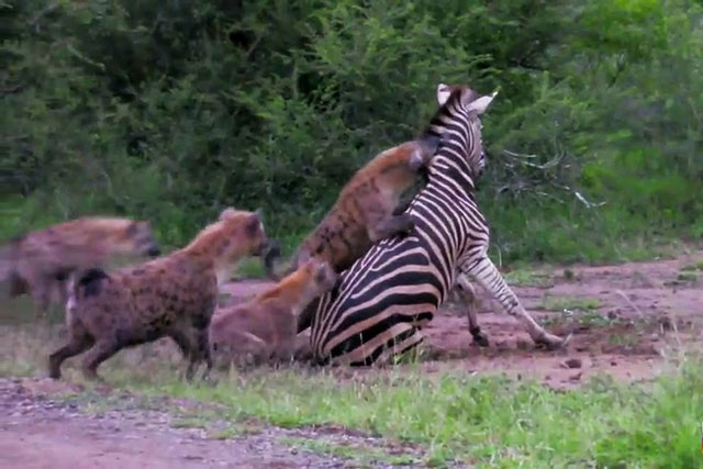 CLIP: Ngựa vằn ‘rơi xuống tận cùng nỗi đau’ khi bị bầy linh cẩu truy sát