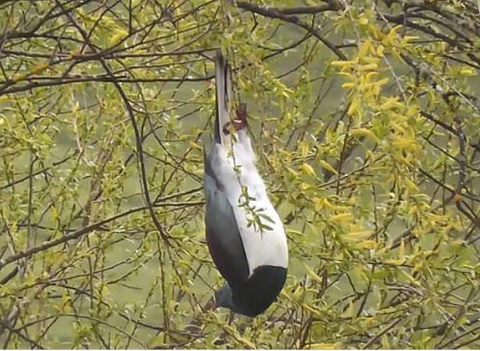 Vì sao loài chim bồ câu gỗ New Zealand được mệnh danh là 'những gã say xỉn trên trời'?