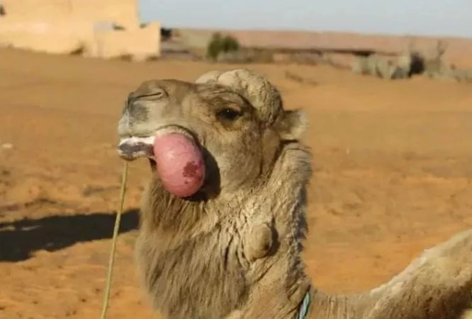 Quả bóng phun ra từ miệng lạc đà dùng để làm gì?