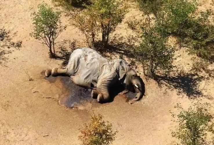 Voi không có kẻ thù tự nhiên và không bị ung thư, tại sao không có con nào có thể sống đến lúc chết già tự nhiên?