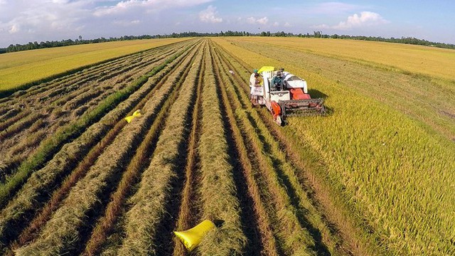 Nông nghiệp giữ vững vai trò trụ đỡ của nền kinh tế