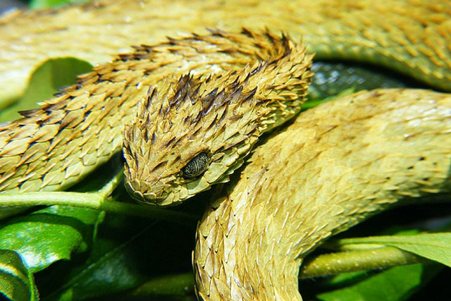 CLIP: Khám phá những loài rắn ‘khó ưa’ nhất thế giới, đã xấu lại còn độc chết người