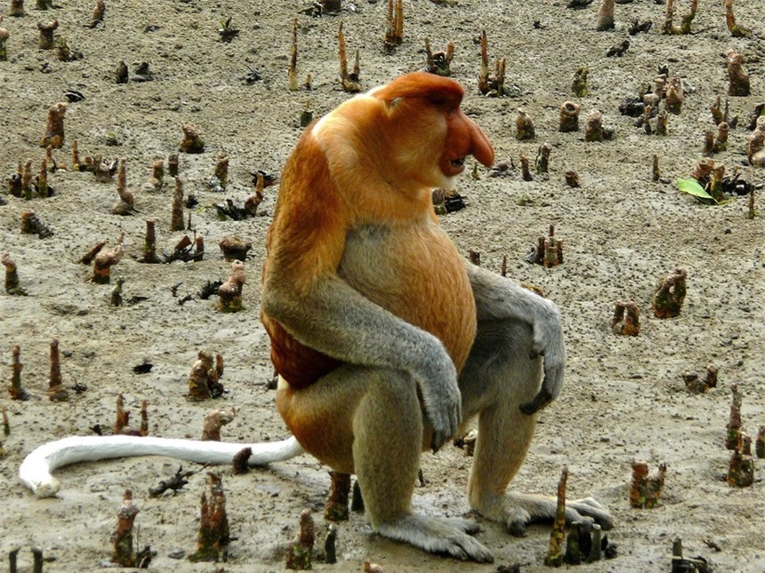 Con người chính là nguyên nhân khiến cho loài 'khỉ lai bí ẩn' xuất hiện ở đảo Borneo? - Ảnh 3.