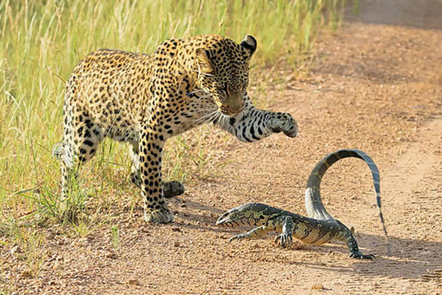 CLIP: Kỳ đà dũng cảm ác chiến với báo hoa mai, nhưng cái kết vẫn rất thảm