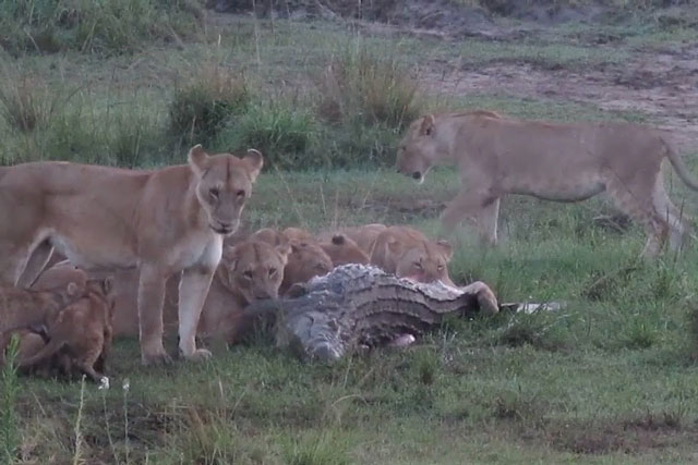CLIP: Bầy sư tử xé xác cá sấu