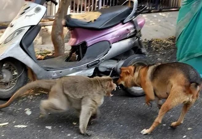 Chiến tranh giữa các loài vật còn bi thảm hơn nhiều so với tưởng tượng của con người