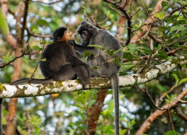 Con người chính là nguyên nhân khiến cho loài khỉ lai bí ẩn" xuất hiện ở đảo Borneo?