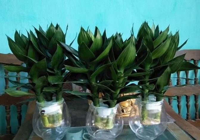 Người thuộc mệnh này nên trồng 1 cây phát tài búp sen: ‘Đỏ’ cả tiền bạc lẫn tình duyên