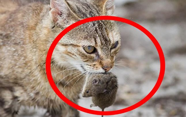 Vì sao mèo thích ăn thịt chuột?