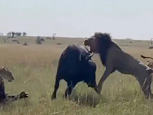 CLIP: Bầy sư tử chật vật hạ sát trâu rừng ‘khủng’