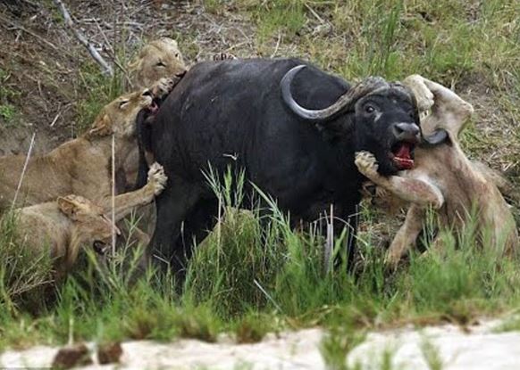 CLIP: Bất cẩn khi đi săn, sư tử bị trâu rừng húc xuyên ngực