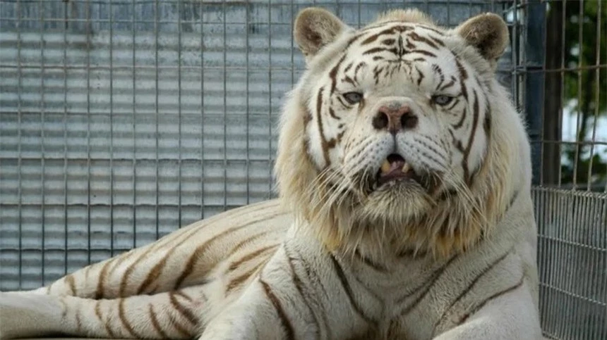 Thực tế đen tối và bi kịch của những con hổ trắng - Ảnh 5.