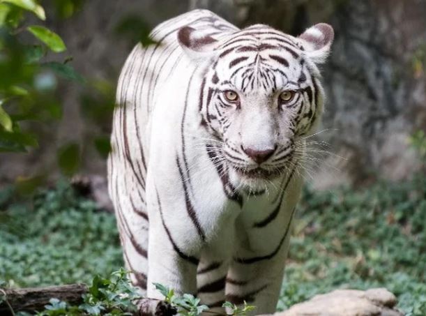 Thực tế đen tối và bi kịch của những con hổ trắng