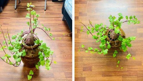 Cách trồng khoai lang thủy sinh, vừa trang trí vừa có rau sạch ăn