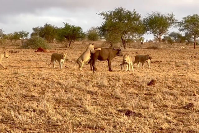 CLIP: Bầy sư tử hành hạ trâu con dã man trước khi hạ sát con mồi