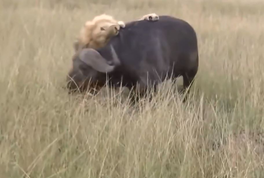 CLIP: Trâu rừng tung đòn hiểm, ‘hạ knock-out’ sư tử đực