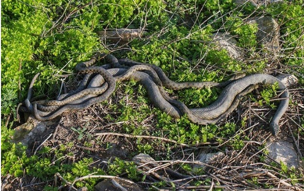 "Hòn đảo tử thần" nơi sinh sống của hàng vạn con rắn độc: 1 mét vuông 5 con rắn, ẩn giấu truyền thuyết về kho báu cướp biển