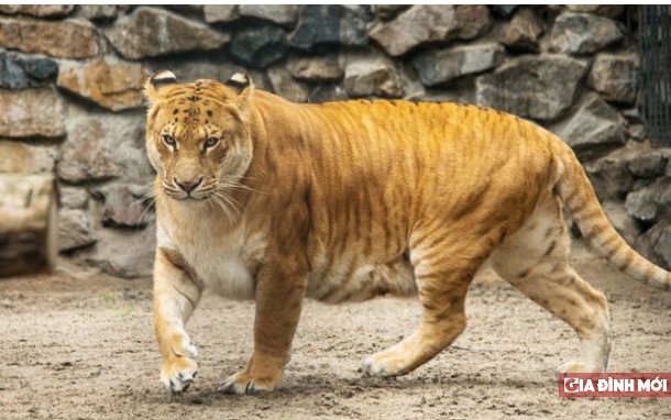 7 loài động vật lai tạo đẹp mê ly, không ai nghĩ chúng có thật (Phần 1)