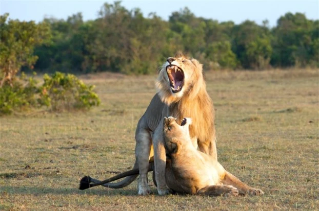  Khuôn mặt siêu biểu cảm của chú sư tử đực khi đang được 'thỏa mãn' bên bạn đời 