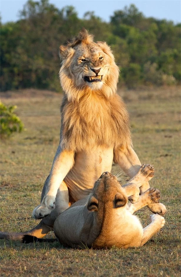  Sư tử đực chuẩn bị thân mật với sư tử cái 