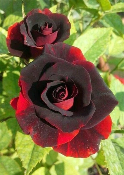 Ảnh hoa hồng đen đẹp huyền bí