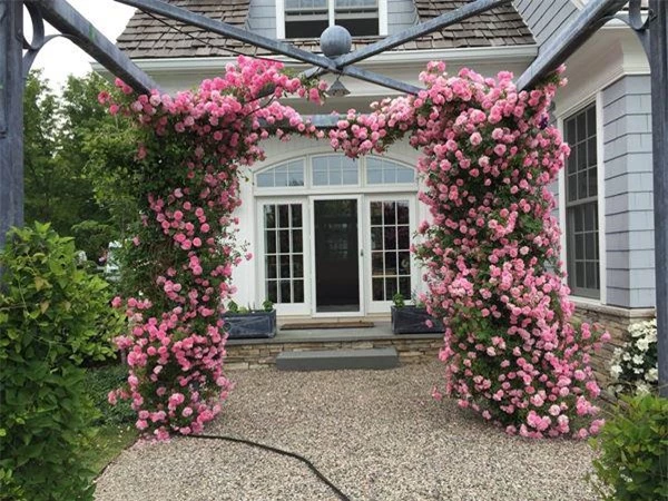 Hoa hồng leo làm cây trang trí tuyệt đẹp ngay trước cửa nhà