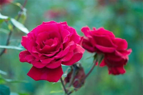 Sắc đỏ đằm thắm của loài hoa hồng này khiến ai cũng xuyến xao