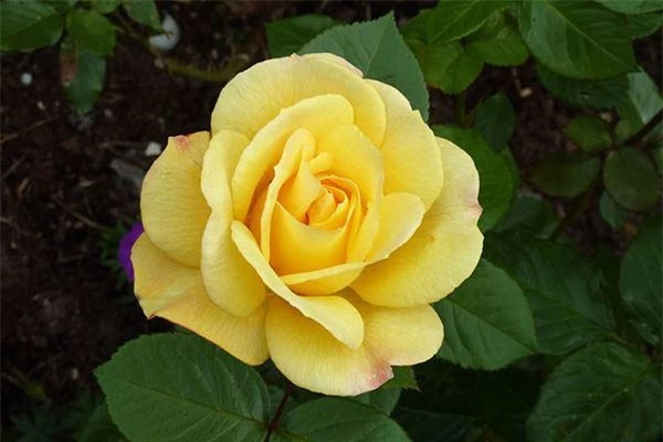 Vẻ đẹp ngọt ngào lãng mạn khiến hoa hồng là “nữ hoàng các loài hoa”