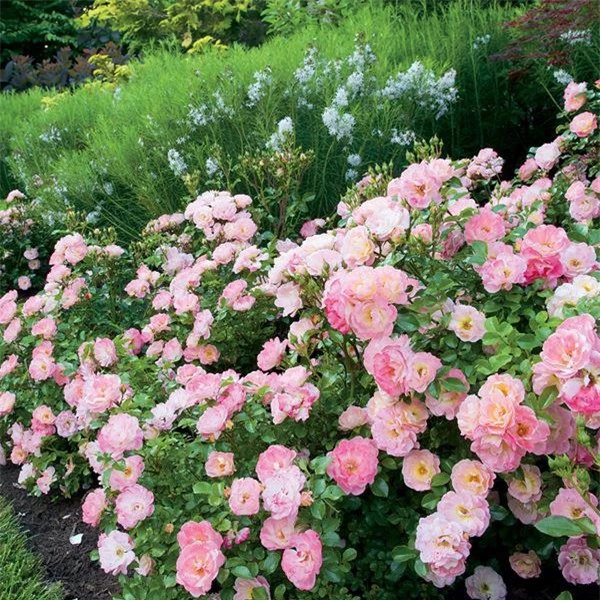 Cánh hoa hồng Groundcover bông nở to rực rỡ cực đẹp.