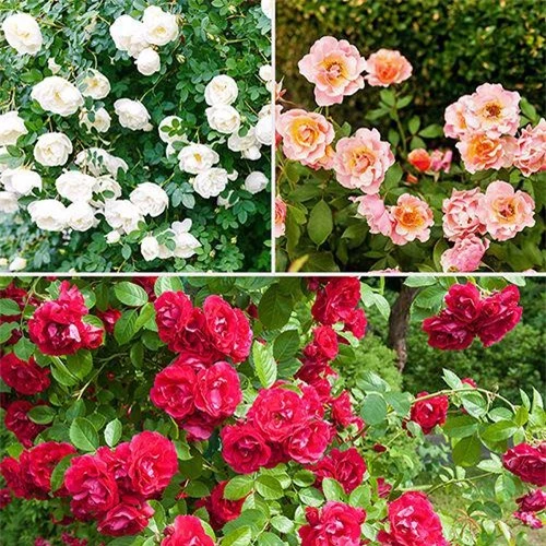 Hoa hồng Groundcover đẹp nhiều màu sắc lựa chọn trang trí sân vườn, bồn hoa hồng lung linh sắc màu.