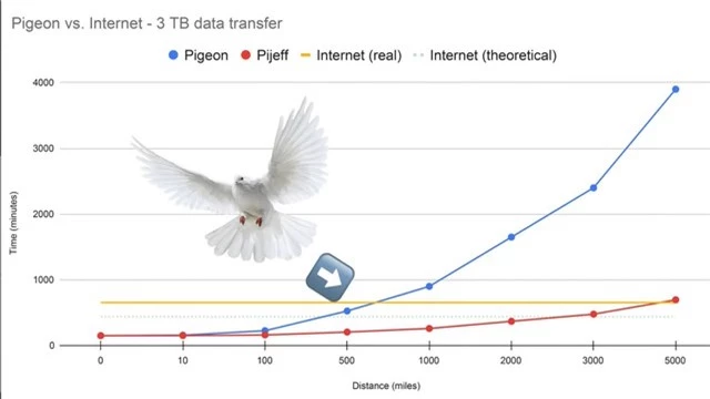 Chim bồ câu truyền dữ liệu nhanh hơn cả đường truyền Internet cáp quang - Ảnh 3.