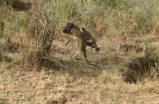 CLIP: Linh dương đầu bò tử nạn trước nanh vuốt của báo hoa mai