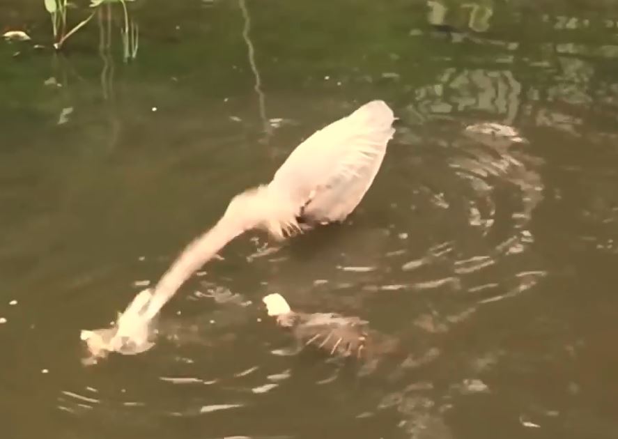 CLIP: Màn ‘câu cá’ đỉnh cao của loài diệc xanh