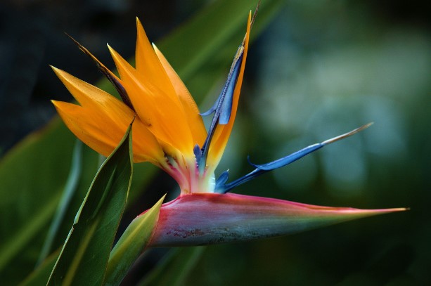 Cây độc: Không nên đứng lâu cạnh hoa thiên điểu, lý do sẽ khiến bạn giật mình