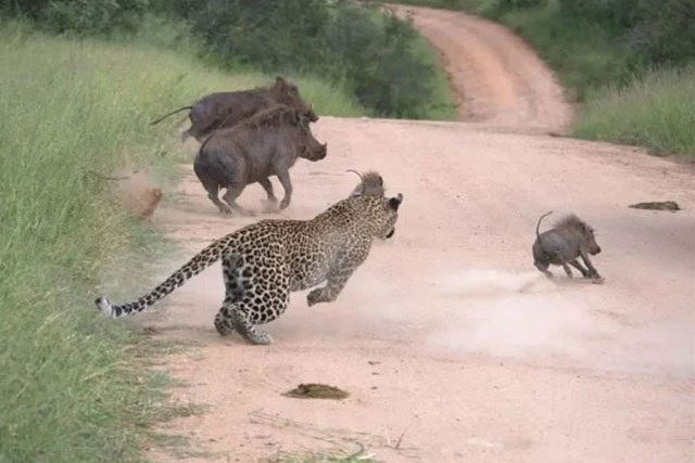 CLIP: Lợn bướu phản ứng siêu nhanh khiến báo hoa mai vồ hụt