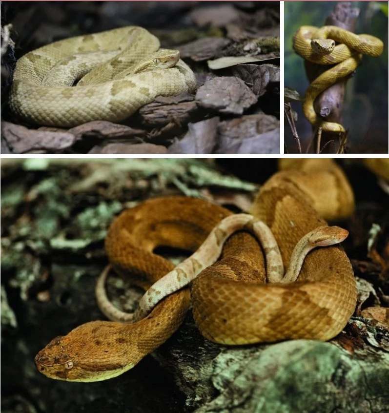 Những bức ảnh hiếm hoi về loài rắn tử thần độc bậc nhất thế giới.