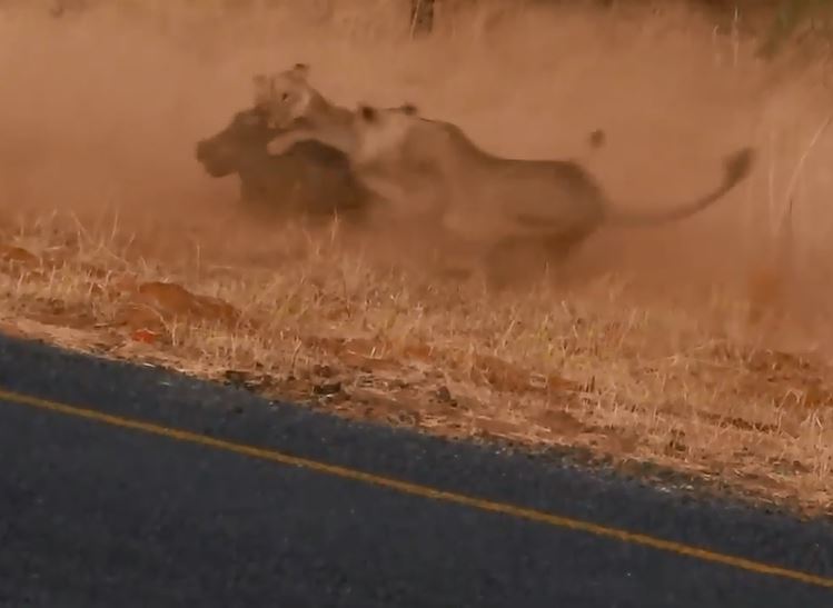 CLIP: Mải mê kiếm ăn, lợn bướu chết thảm trước nanh vuốt của sư tử