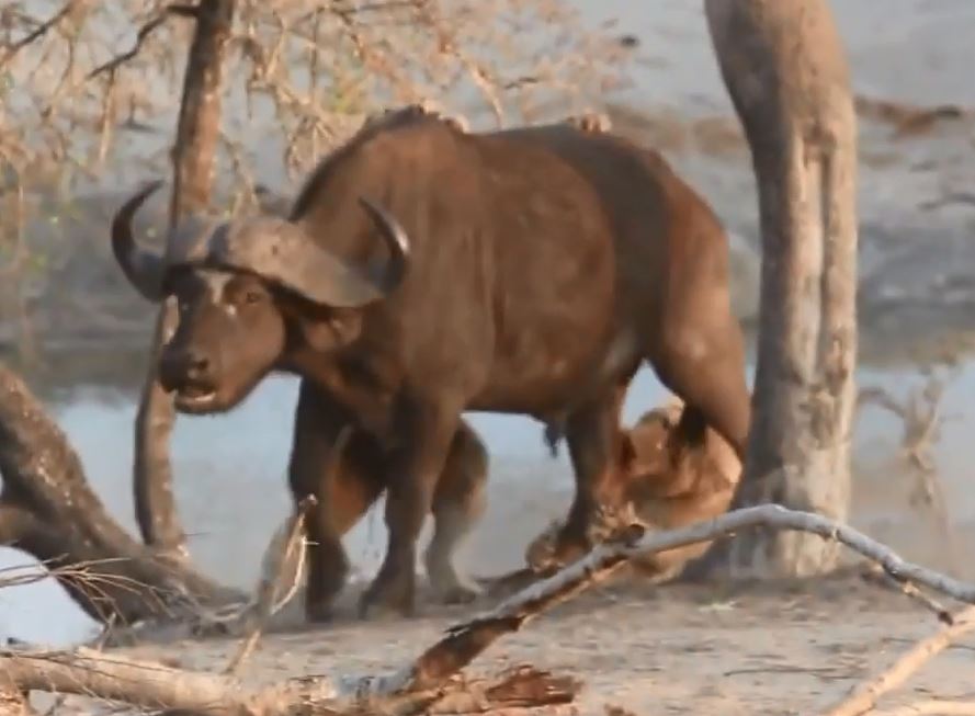 CLIP: Sư tử chật vật hạ sát trâu rừng