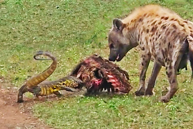 CLIP: Kỳ đà liều mạng cướp mồi của linh cẩu