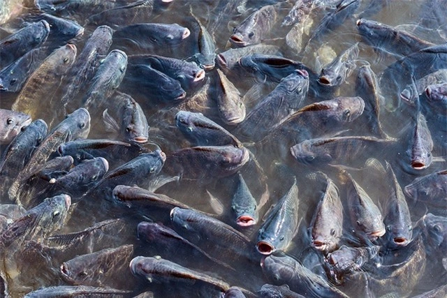 Loài cá đầy ở châu Á đóng băng 2 năm vẫn sống, đi bộ trên cạn khiến nước Mỹ "bật" báo động - Ảnh 3.