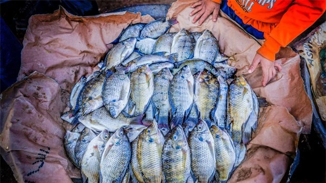 Loài cá đầy ở châu Á đóng băng 2 năm vẫn sống, đi bộ trên cạn khiến nước Mỹ "bật" báo động - Ảnh 5.