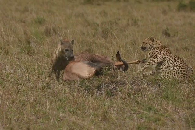 CLIP: Báo săn ‘ăn quả đắng’ khi cố gắng hạ sát linh dương Topi