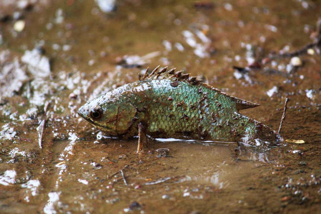 Loài cá đầy ở châu Á đóng băng 2 năm vẫn sống, đi bộ trên cạn khiến nước Mỹ "bật" báo động