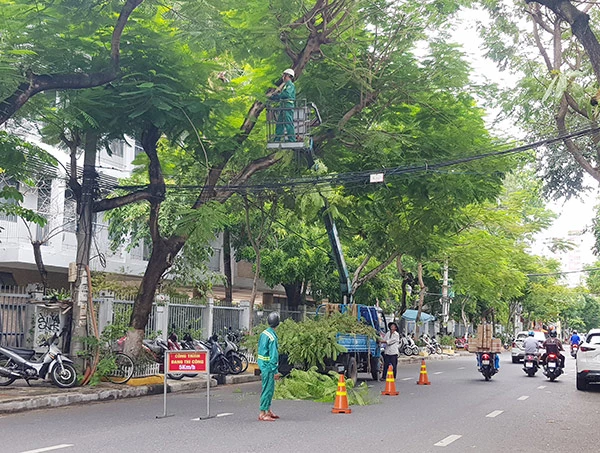 Công nhân Công ty Công viên - Cây xanh Đà Nẵng cắt tỉa cây xanh phòng chống bão năm 2023 trên đường Nguyễn Chí Thanh sáng 7/9.