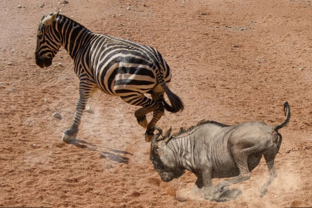 CLIP: Linh dương đầu bò suýt chết vì bị ngựa vằn tung cú đá trúng đầu
