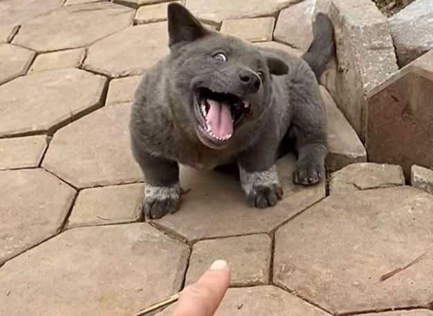 Những chú chó, mèo Việt Nam trở thành hiện tượng mạng khắp thế giới