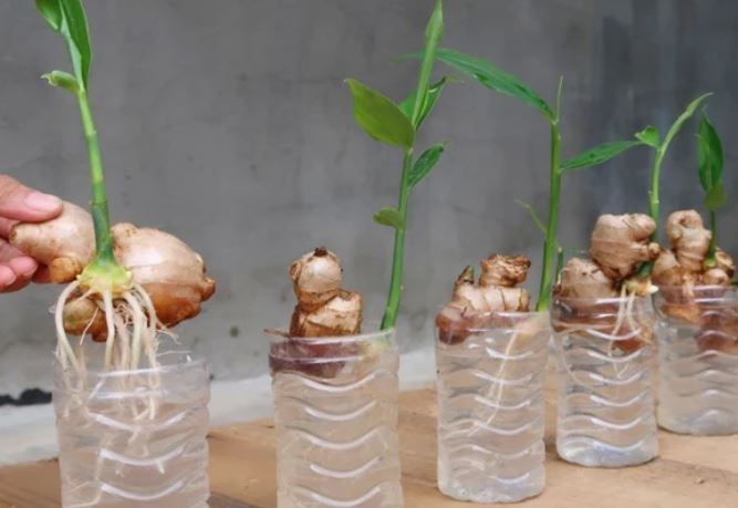 Hướng dẫn cách trồng 5 loại cây gia vị mà không cần đến hạt giống