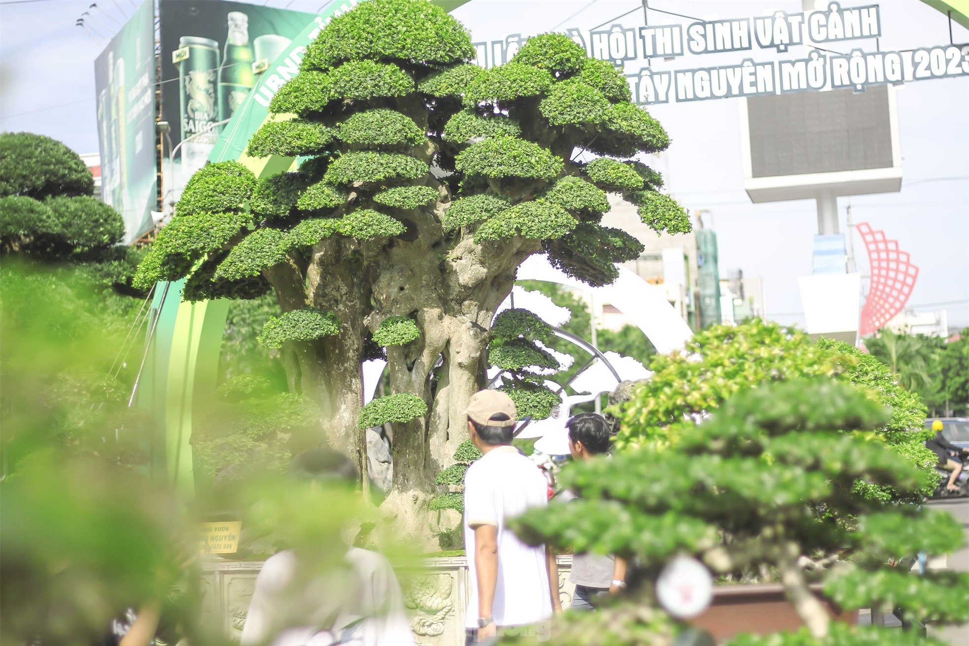 Chiêm ngưỡng cây duối khủng, khách trả 23 tỷ đồng nhưng chủ chưa bán ảnh 1