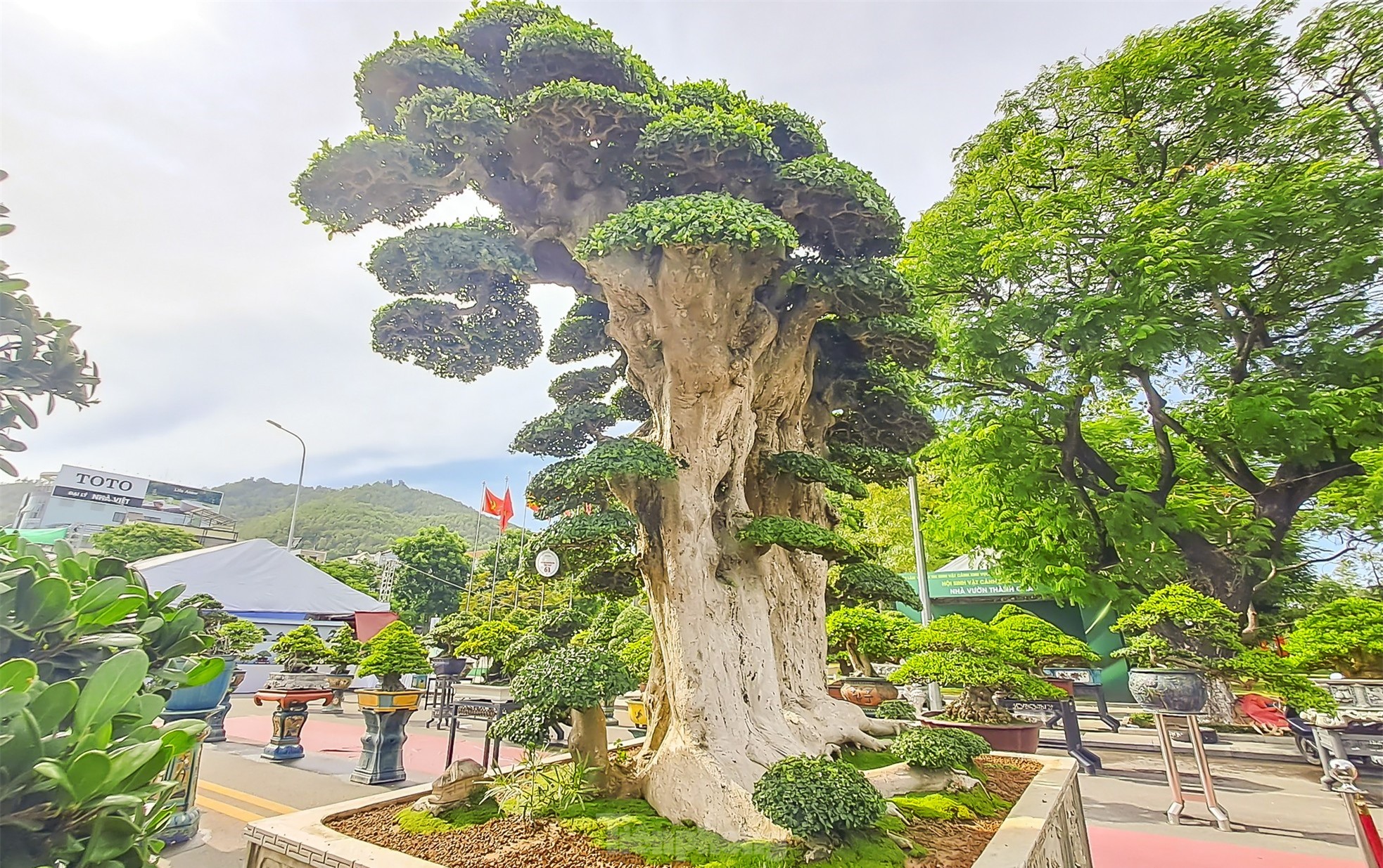 Chiêm ngưỡng cây duối khủng, khách trả 23 tỷ đồng nhưng chủ chưa bán ảnh 2