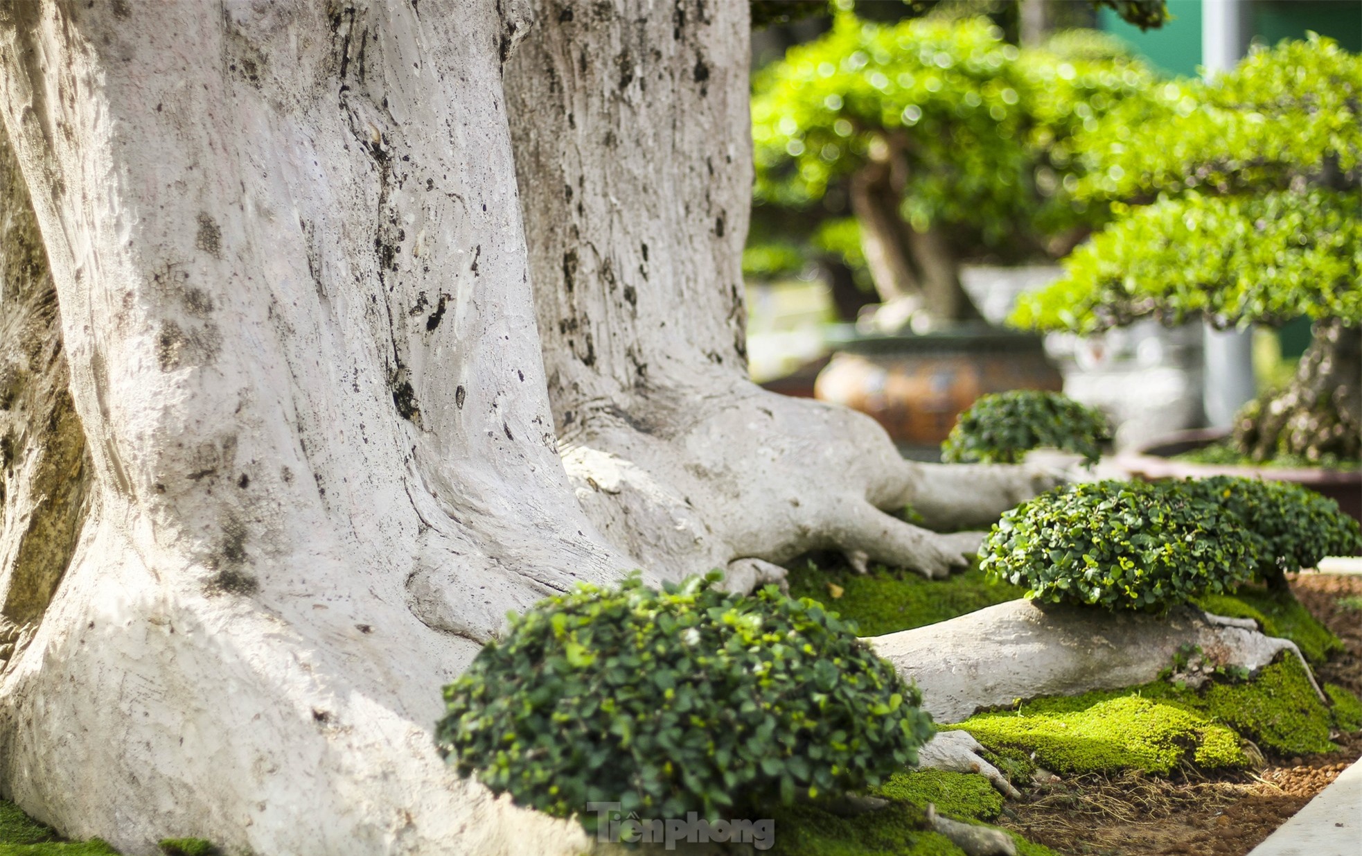 Chiêm ngưỡng cây duối khủng, khách trả 23 tỷ đồng nhưng chủ chưa bán ảnh 5